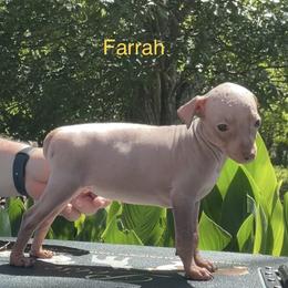Farrah - Chocolate American Hairless Terrier puppy in Cleveland, Texas from Poise Aussies & American Hairless Terriers