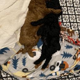 Cockapoo Puppies from Coco's Cocopuffs