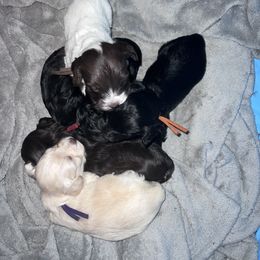Havanese puppies from Hippiehavs