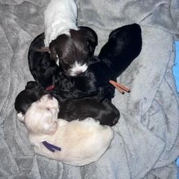 Havanese puppies from Hippiehavs
