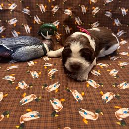 Molly - Liver white and roan female English Springer Spaniel puppy in Braidwood, Illinois from A & R Springers