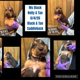 Girl 1 - Black and tan female Bloodhound puppy in Dillwyn, Virginia from Hardiman’s Howlin’ Hounds