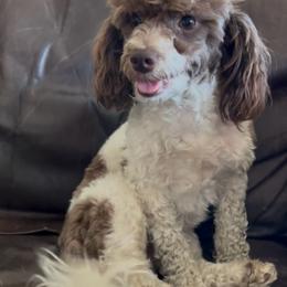 Madison - Parti female Goldendoodle puppy in Rockdale, Texas from Diva’s Darling Doodles