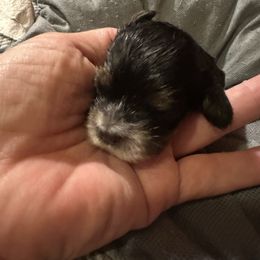 Tri Male - Black white and tan male Cocker Spaniel puppy in Columbia, South Carolina from Fleur de Lis Cockers- Cuchna Cockers