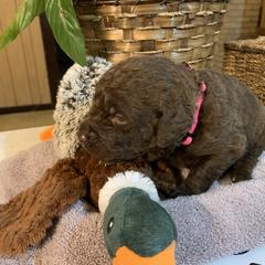 Chesapeake Bay Retriever Puppies from Two Rivers Chesapeakes