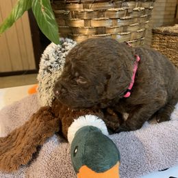 Chesapeake Bay Retriever Puppies from Two Rivers Chesapeakes