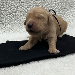 Eddie - Golden male Golden Retriever puppy in Pueblo, Colorado from GR8 Goldens