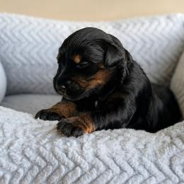 Travel - Orange - Phantom male Bernedoodle puppy in Charleston, South Carolina from Palm Belle Doodles