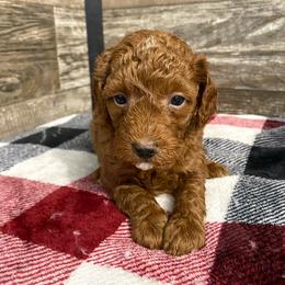 Bella - Red  female Poodle puppy in Osseo, Michigan from Paws in the Country