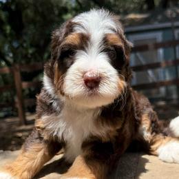 Ferraro - Tri-color male Bernedoodle puppy in Temecula, California from Country Hills Doodles