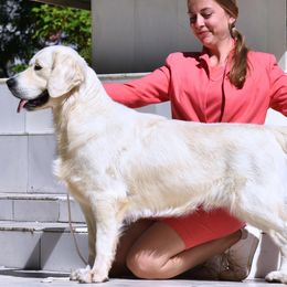 Levi - Golden Retriever