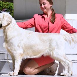 Levi - Golden Retriever