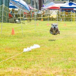 Staffordshire Bull Terriers from Shasta Staffords and Dobermans