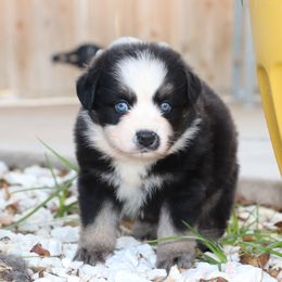Skaggs - Black tri male Miniature Australian Shepherd puppy in Goliad, Texas from Sassy Lil Aussies and Diamond W Poodles