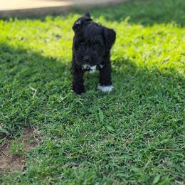 Olive - Black female Miniature Schnauzer puppy in Piedmont, Oklahoma from J&K's Miniature Schnauzers
