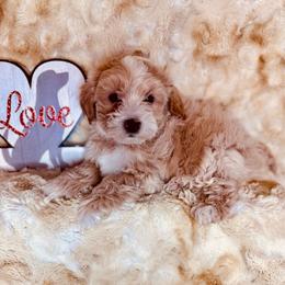 Snoopy - Cream male Maltipoo puppy in West Jordan, Utah from Mid Sized Maltipoos and More LLC