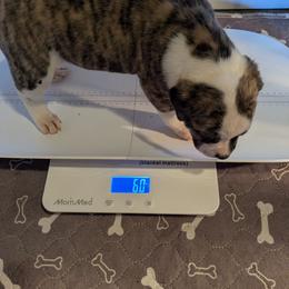 Girl 2 - White and brindle female American Bulldog puppy in La Porte, Indiana from Slayton's American Bulldogs
