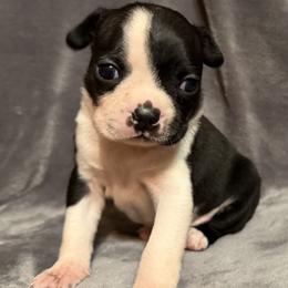 Boston Terrier puppies from Country Charm Boston's