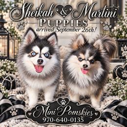 Pomsky puppies from Colorado Mini Dachshunds & Mini Pomskies