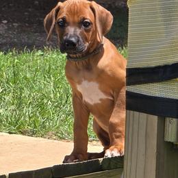 Rhodesian Ridgeback Puppies from Chilolo
