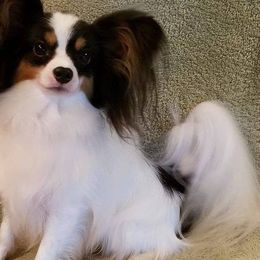 Papillons from Adrianne & Ally Rounds