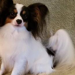 Papillons from Adrianne & Ally Rounds