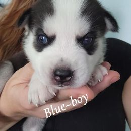 Blue.boy - Black and white male Siberian Husky puppy in Willoughby, Ohio from WolfPackk