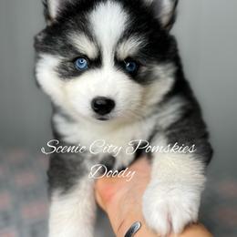 Doody - Black and white male Pomsky puppy in Rossville, Georgia from Scenic City Pomskies
