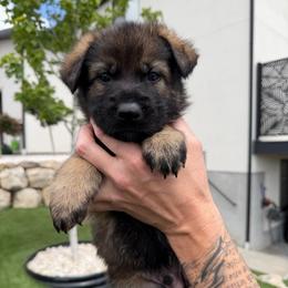 Silver Male - Sable male German Shepherd puppy in Saratoga Springs, Utah from Vom Stille Teufelshunde Kennels