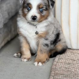 Cubs - Blue merle male Miniature Australian Shepherd puppy in Grinnell, Iowa from Rural Iowa Aussies & Doodles