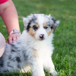 Australian Shepherd Puppies from WC Ranch
