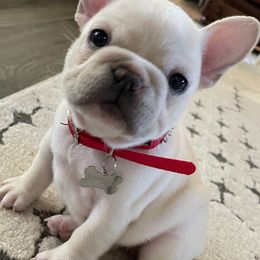 French Bulldogs from Luxe 45 Frenchies