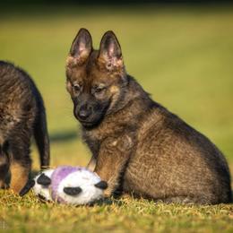German Shepherd Puppies from Sommerfeld German Shepherds