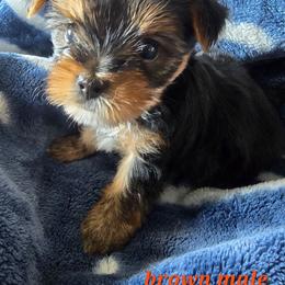 Yorkshire Terrier puppies from HelloBeautifulYorkies