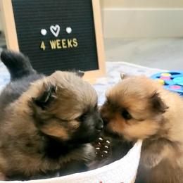 Pomeranian puppies from Bisous Pomeranians & Heartland Sh