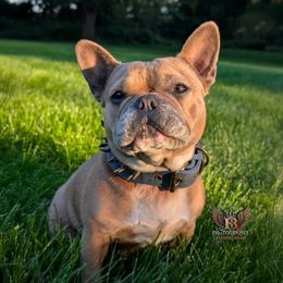 Pita - French Bulldog