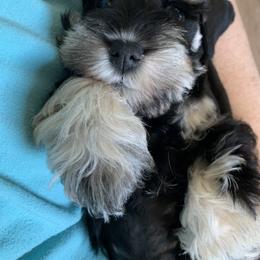 Miniature Schnauzer Puppies from Caesars Creek Miniature Schnauzers