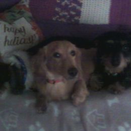 Dachshunds from Crouchs Kennels & Rescue