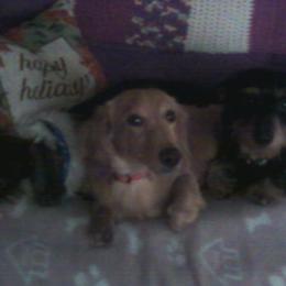 Dachshunds from Crouchs Kennels & Rescue