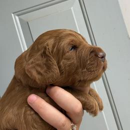 Grey Collar - Red  male Goldendoodle puppy in Winchester, Tennessee from Mahaffey’s Doodles