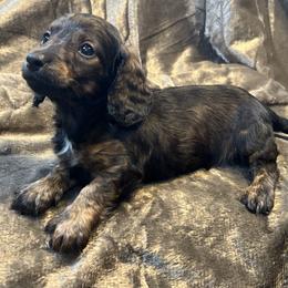 Smudge - Brindle male Dachshund puppy in Litchfield, Michigan from High Country Kennels