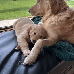 Golden Retriever Puppies from Gail’s Goldens