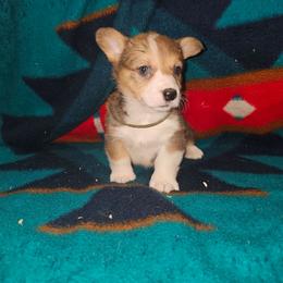 Doc - Sable male Pembroke Welsh Corgi puppy in Pilot Rock, Oregon from L2H Corgi's