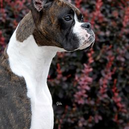 Boxer All Grown Up from Ripn T Boxers