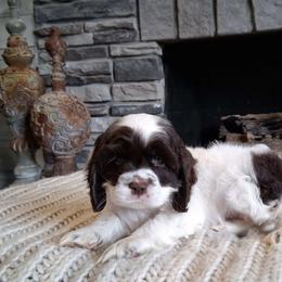 Yellow collar female - Brown and white female Cocker Spaniel puppy in Howell, Michigan from Robbin's Treasures