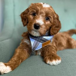 London - Red  Goldendoodle puppy in Chattanooga, Tennessee from Ruby's Kit & Ka'Doodles