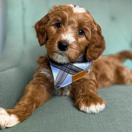 London - Red  Goldendoodle puppy in Chattanooga, Tennessee from Ruby's Kit & Ka'Doodles