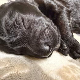 Boy 3 - Slate blue male Kerry Blue Terrier puppy in Salt Lake City, Utah from Marble Mountain Kerry Blue Terriers