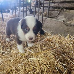 Girl 1 - Red tri-color female Australian Shepherd puppy in Jersey Shore, Pennsylvania from Lone Tree Aussies