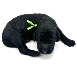 Gnome - Black male Goldendoodle puppy in Mount Pleasant, Tennessee from Doodle My Heart